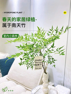 南天竹盆栽室内水养火焰红蓝天竹苗水培植物真树鲜切枝马醉木绿植