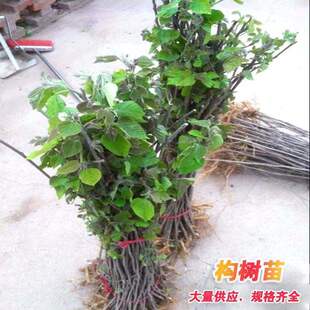 构树苗禇树苗行道树木构树小苗绿化苗木构树饲养构树叶钩树苗
