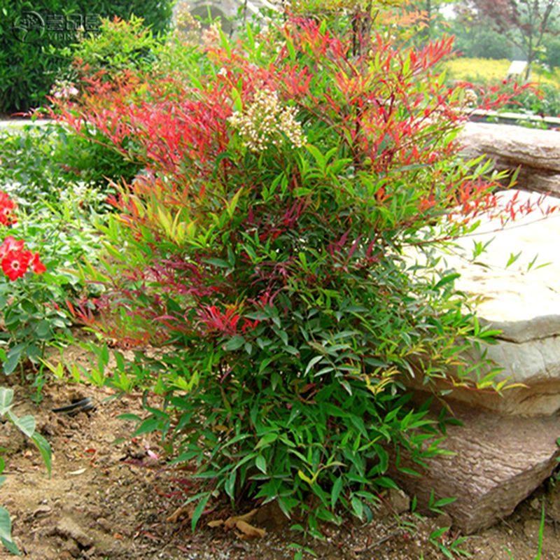 火焰南天竹盆栽树苗绿篱室内养庭院绿化观叶植物红天竹苗盆景耐寒