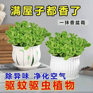 碰碰香盆栽绿植花卉一抹香室内阳台驱蚊虫多肉植物好养可食用薄荷