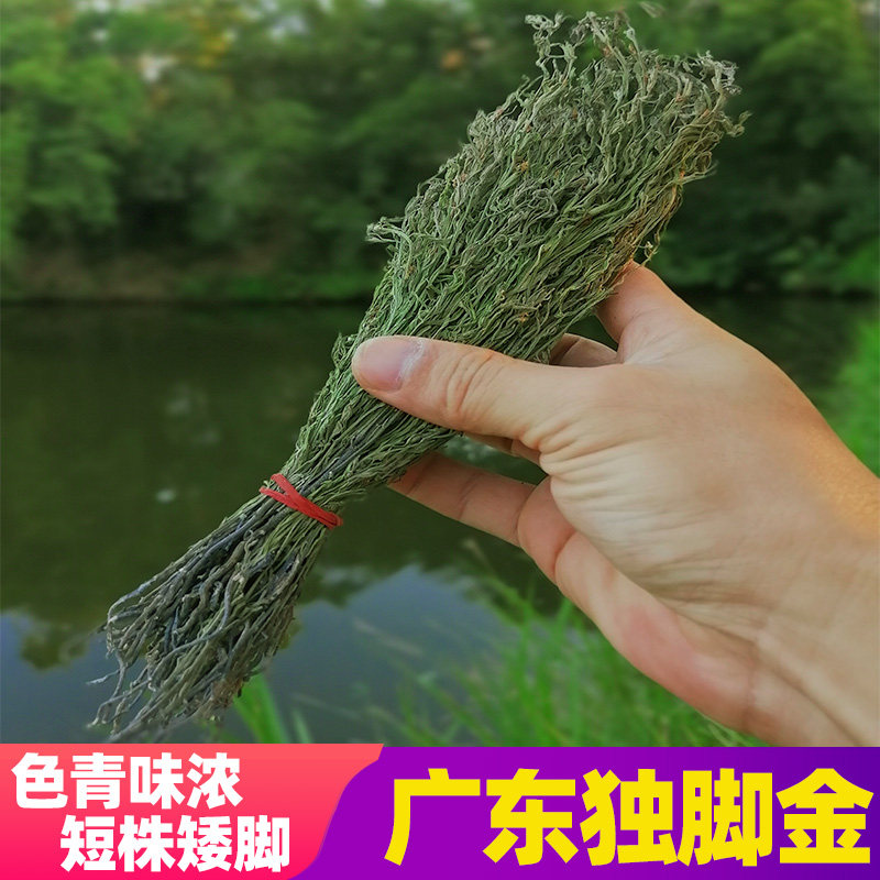 野生独脚金疳积草消积汤新鲜晒干甘积草独角柑小儿厌食双金汤煲汤