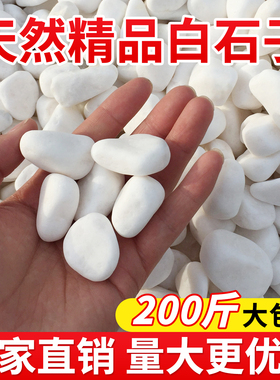 200斤白色石子石头大鹅卵石造景景观白石子庭院铺路铺地小白石头