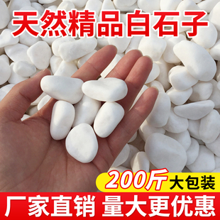 200斤白色石子石头大鹅卵石造景景观白石子庭院铺路铺地小白石头