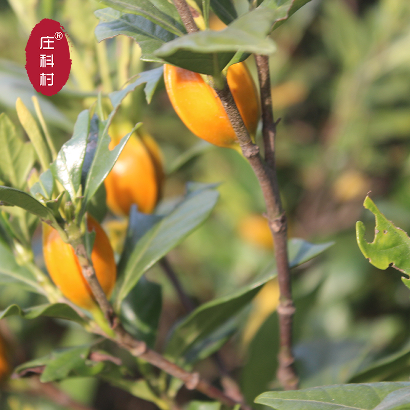 野生栀子现摘新鲜果泡茶黄栀子山栀子红栀子粉中药材上色食用卤肉