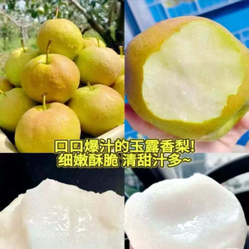 正宗隰县玉露香梨礼盒装  大面积果绣不影响口感