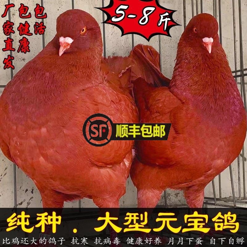 鸽子活体一对特大型元宝鸽下蛋种鸽肉鸽子活体一对纯种观赏鸽包活 宠物/宠物食品及用品 鸟 原图主图