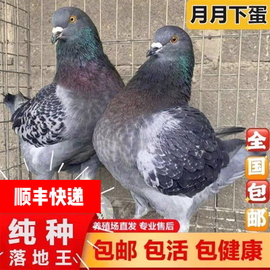 活鸽子一对大种落地王鸽种鸽元宝鸽下蛋繁殖观赏鸽信鸽肉鸽幼鸽鸟