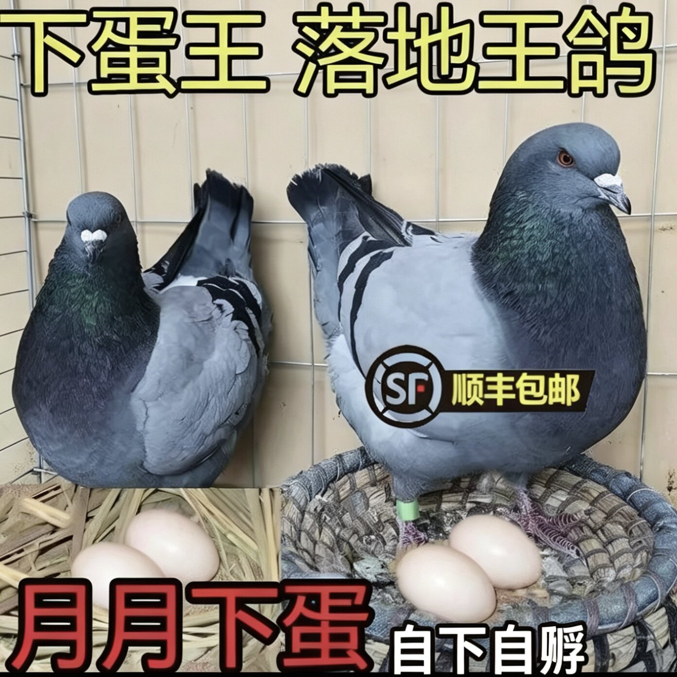 纯种落地王鸽子活一对种鸽正宗元宝鸽下蛋繁殖观赏鸽信鸽肉鸽鸟类