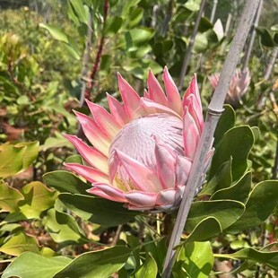 进口南非帝王花粉帝王白帝王花庭院阳台室内高端绿观赏植盆栽