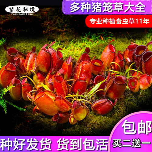猪笼草窗台阳台春夏季