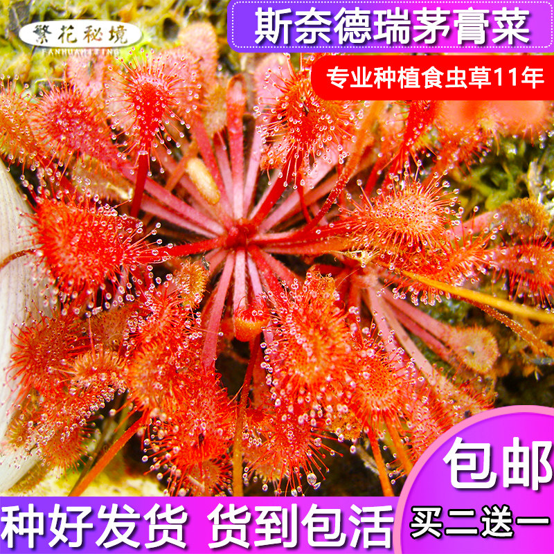 【斯奈德瑞茅膏菜】毛毡苔桌面绿植盆栽食人花食虫草驱蚊草捕蝇草