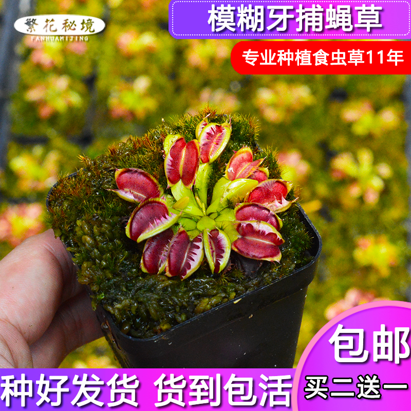 模糊牙捕蝇草【变异稀有品种牙齿融合包邮】 鲜花速递/花卉仿真/绿植园艺 食虫植物 原图主图