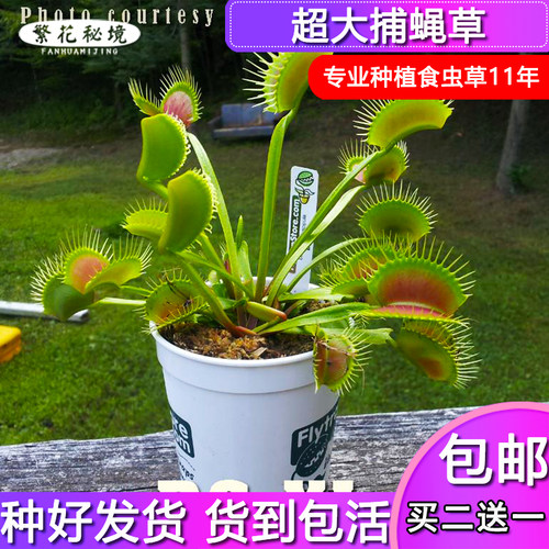 超大捕蚊子苍蝇大嘴捕虫扑蝇草