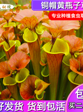 铜帽黄瓶子草【CT2绿植大型食虫植物捕蝇草管状植物雨林缸造景】