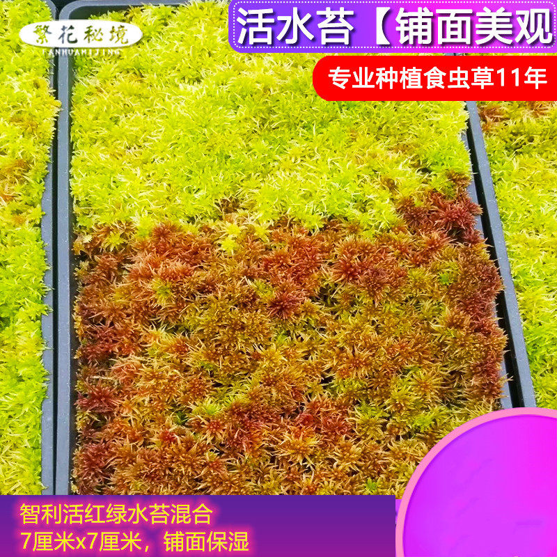 智利活水苔 干水苔铺面美观种植专用苔藓雨林缸水陆缸造景 繁花秘境旗舰店 淘优券