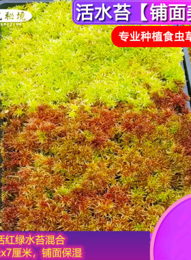 智利活水铺面美观种植专用苔藓