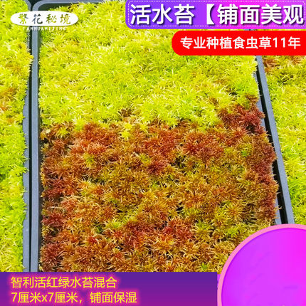 智利活水苔【干水苔铺面美观种植专用土苔藓雨林缸水陆缸造景】