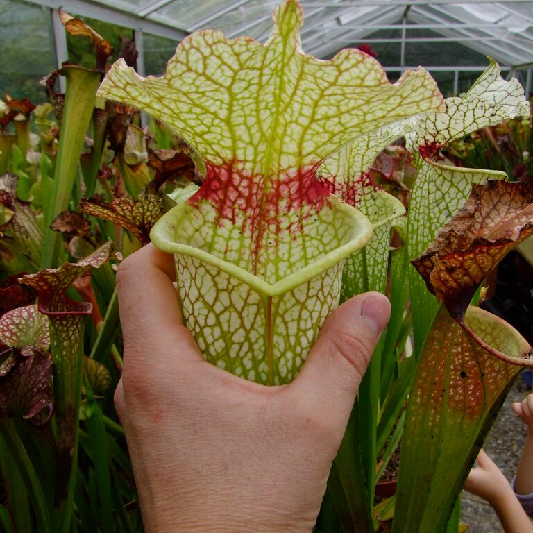 【白骑士瓶子草】WWK瓶子草稀有红喉品种 趣味绿植盆栽 包邮