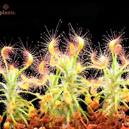 蝎子迷你茅膏菜-小型直立食虫植物捉小飞虫微景观造景雨林缸驱蚊,鲜花速递/花卉仿真/绿植园艺,食虫植物,淘宝优惠券,粉丝福利购,淘宝优惠卷