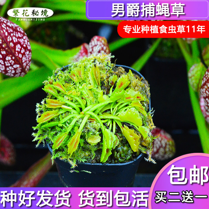 男爵捕蝇草【畸形食人花不会捕虫高端稀有品种包邮小苗】