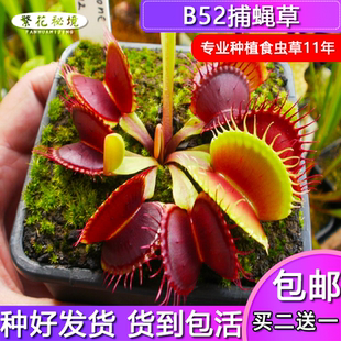 镜像捕蝇草【畸形翅膀食人花扑蝇草进口小苗奇花异草】