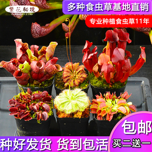 捕蝇草超大嘴扑蝇草食虫植物食人花猪笼草茅膏菜瓶子草组合驱蚊草
