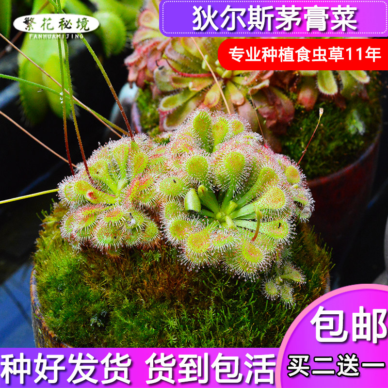 狄尔斯茅膏菜【驱蚊草毛毡苔迷你盆栽粘虫子蚊子苍蝇多肉食人花】