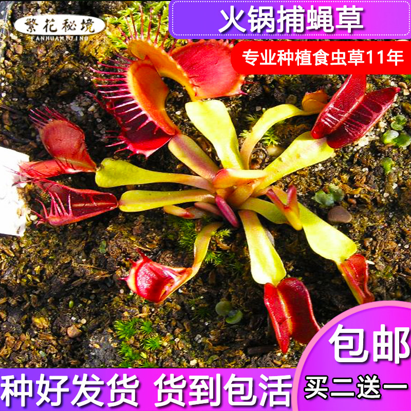 火锅捕蝇草【奇花异草稀奇稀有品种畸形】