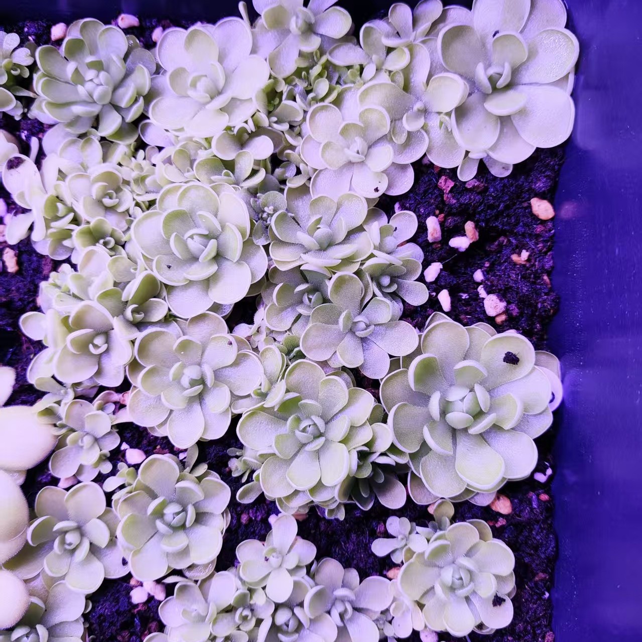 食虫植物-豪马维捕虫堇-小型精致可爱生态缸造景盆栽食虫草粘虫子
