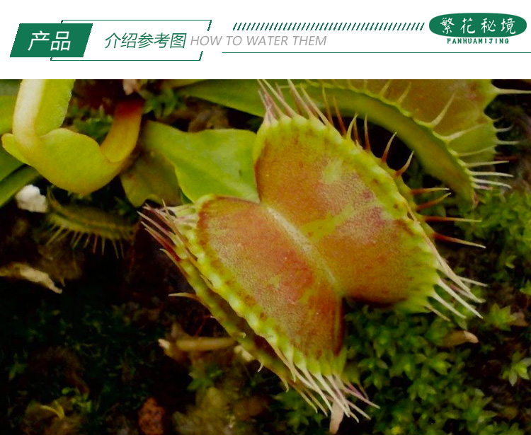 定制斑锦捕蝇草缺色高端稀有品种阳台办公室小型盆栽食人花扑蝇草