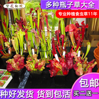 多种瓶子草套餐食虫驱蚊草植物