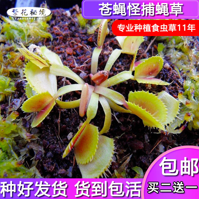 苍蝇怪捕蝇草【稀有高端奇异植物多肉食人花扑蝇草】
