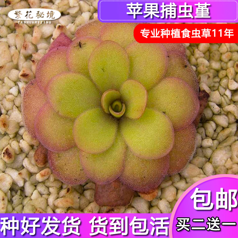 苹果捕虫堇【绿色微黄大型捕虫堇办公室桌面迷你可爱小型盆栽】