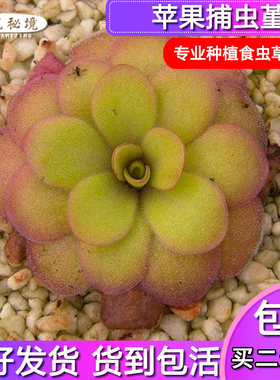 苹果捕虫堇【绿色微黄大型捕虫堇办公室桌面迷你可爱小型盆栽】