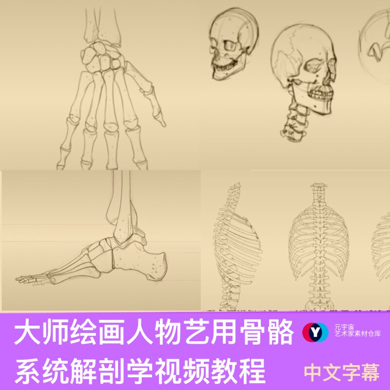 国外大佬绘画教学人物骨骼系统解剖学详尽视频教程零基础进阶