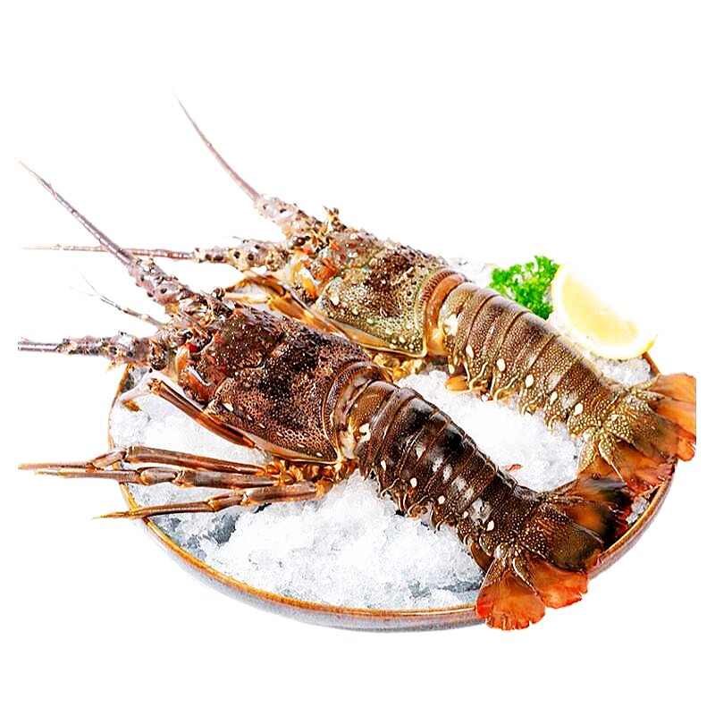 新鲜活冻小青龙虾大龙虾鲜活冷冻大青龙虾澳洲大龙虾海鲜大虾批发