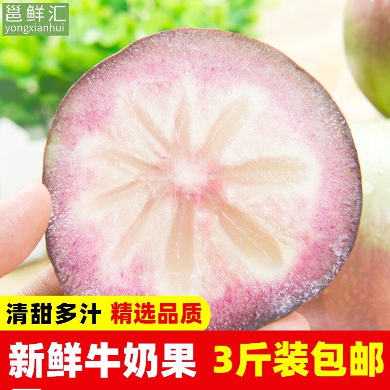 新鲜牛奶果星苹果金星果宝宝孕妇月子水果广西热带水果3斤装包邮在类目 水产肉类/新鲜蔬果/熟食, 新鲜水果, 其它中 - 来自Buy2taobao.com提供专业的淘宝代购服务
