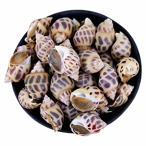 新鲜花螺方斑东风螺鲜活冷冻水产香螺海螺大旺螺南风螺海猪螺批发