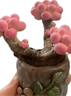 Cc仿真多肉植物成品手工树脂粘土花劳尔桌面室内桃蛋摆件生日礼物