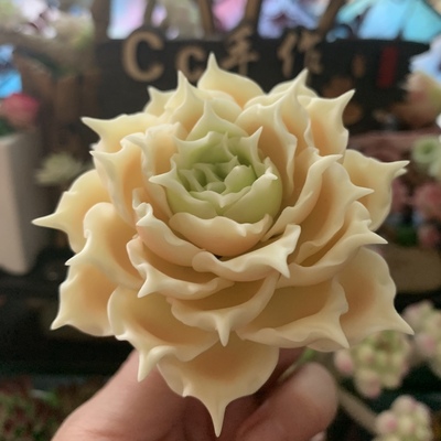 原创手工多肉蓝丝绒白茶礼物摆件