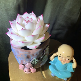 Cc原创树脂黏土仿真多肉永生仙气边线女王白麦秆盆栽办公室桌面摆