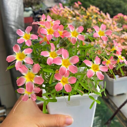 花卉植物三色堇盆栽酢浆草种球