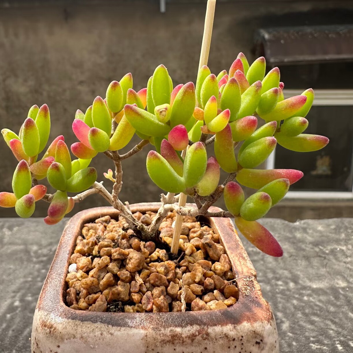 丁咔枝干番杏香蕉多肉植物室内花卉老桩可爱趣味好养盆栽办公精品