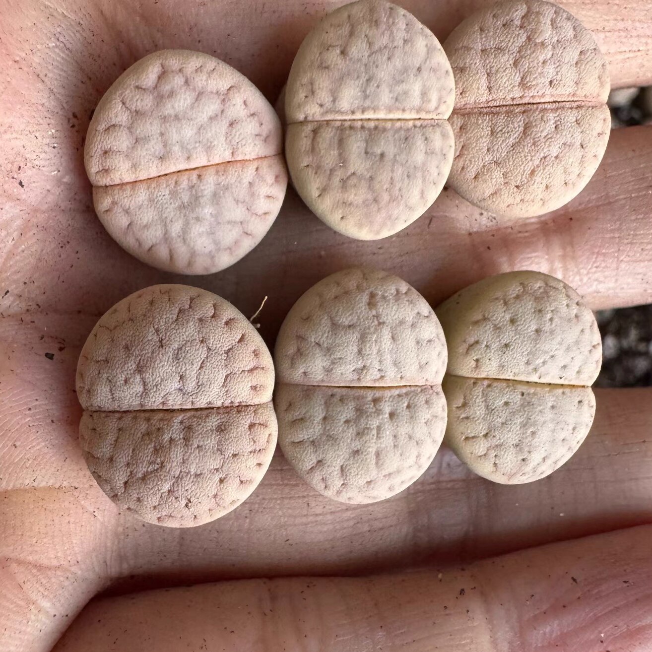 猪皮生石花多肉植物花卉绿植盆栽屁股花PP花阳台办公室