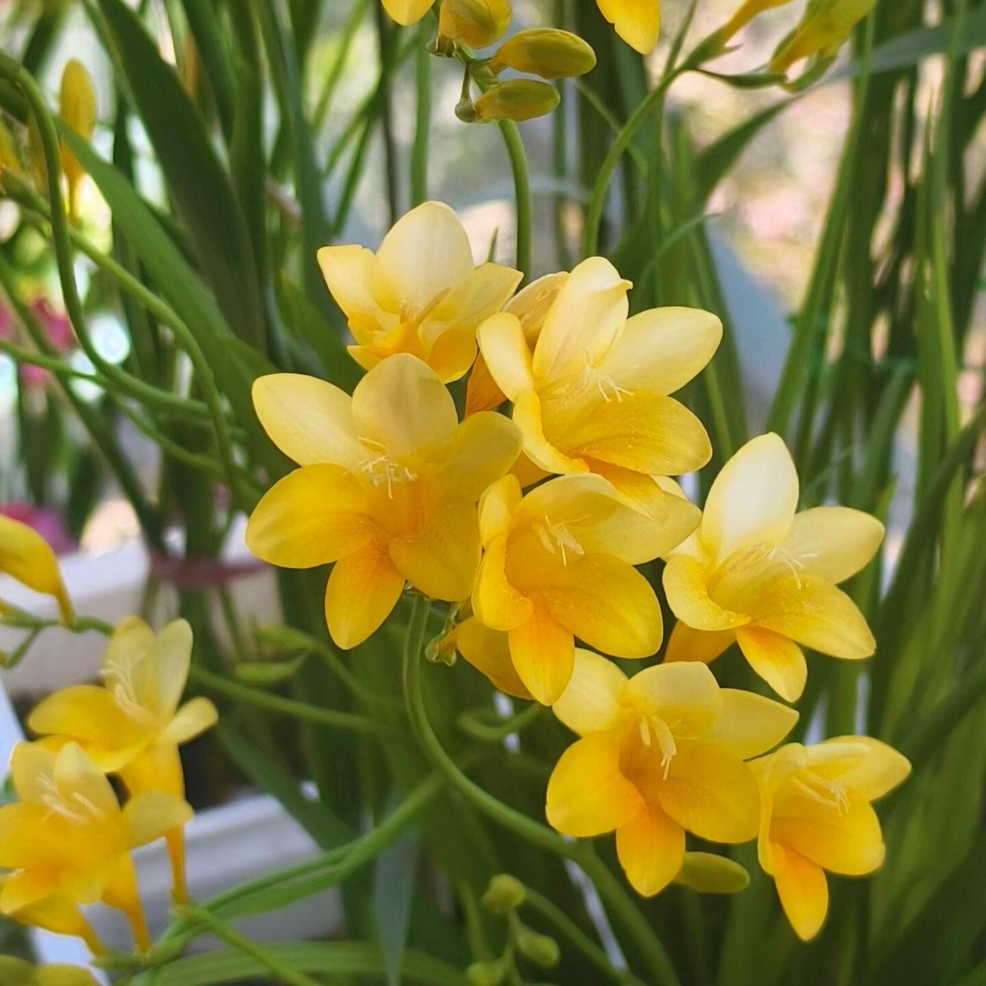 丁咔原生小苍兰黄色香雪兰多年生小球根浓香花卉阳台庭院盆栽植物