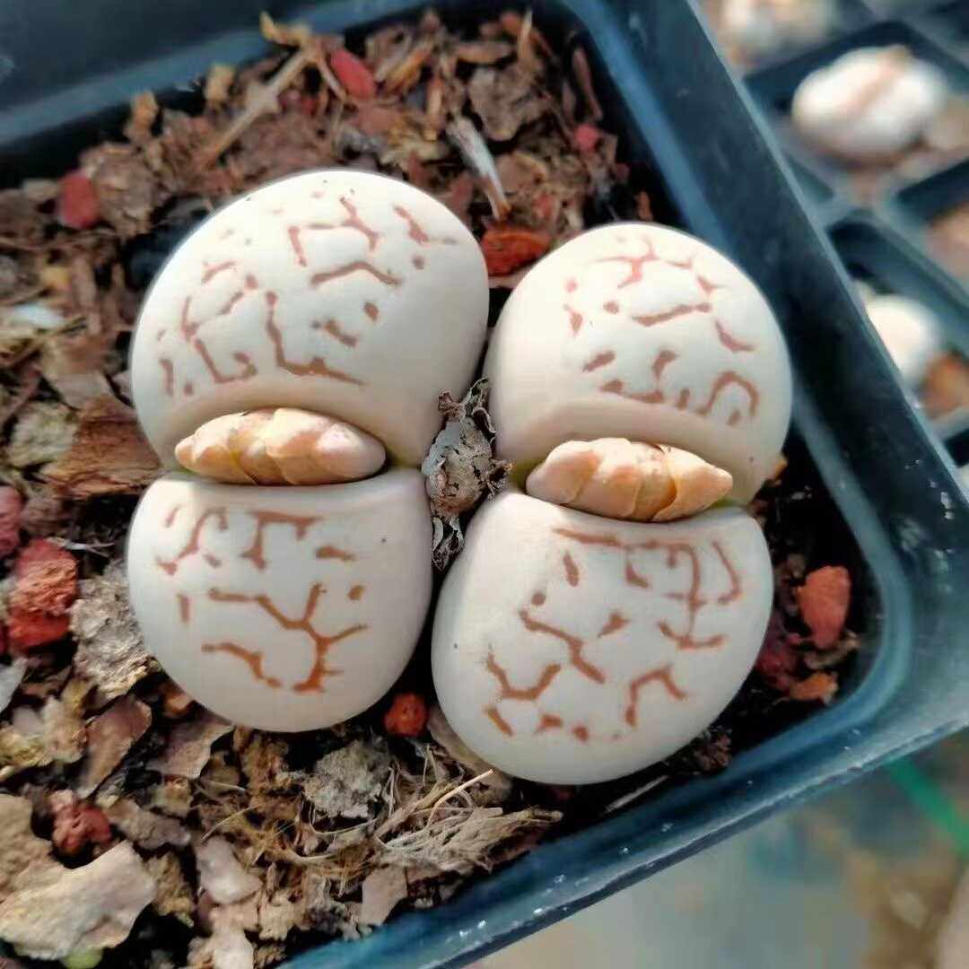 灵耀玉生石花母本一物一拍番杏科多肉植物新手阳台绿植花卉盆栽