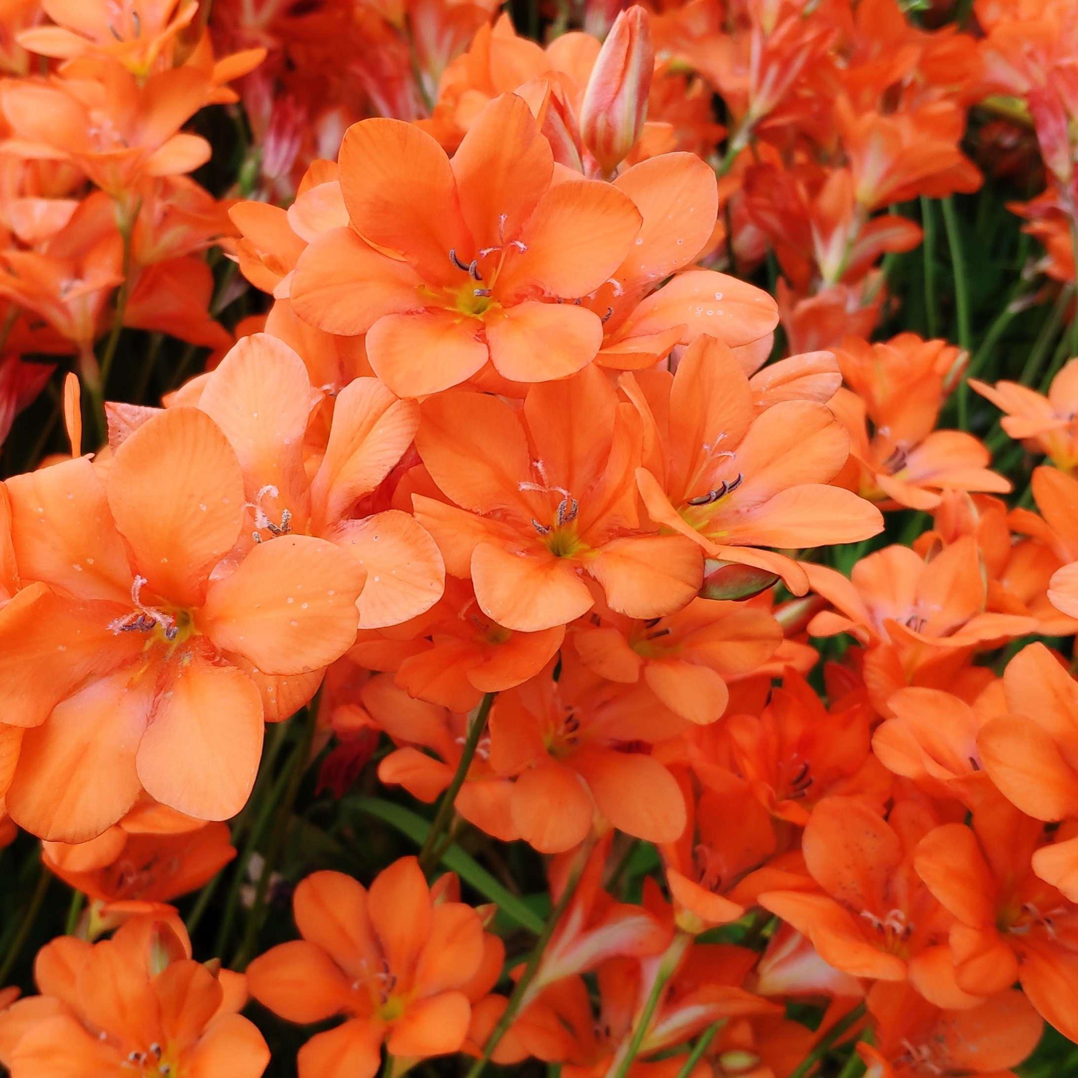 丁咔橘红鸢尾兰多年生秋植球根种球花卉庭院阳台稀有种子