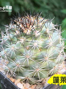 丁咔蓬莱宫仙人球 稀缺精品开紫红花乳突球属多肉植物桌面