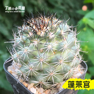 丁咔蓬莱宫仙人球 稀缺精品开紫红花乳突球属多肉植物桌面