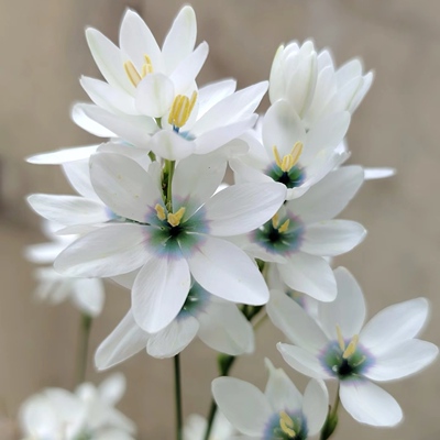 绿冰谷鸢尾多年生秋植谷鸢尾种子种球稀有球根花卉阳台庭院